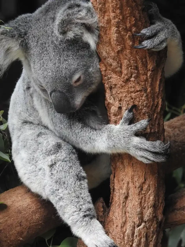 An innocent Koala, sitting on a branch of a tree and looking at the ground.