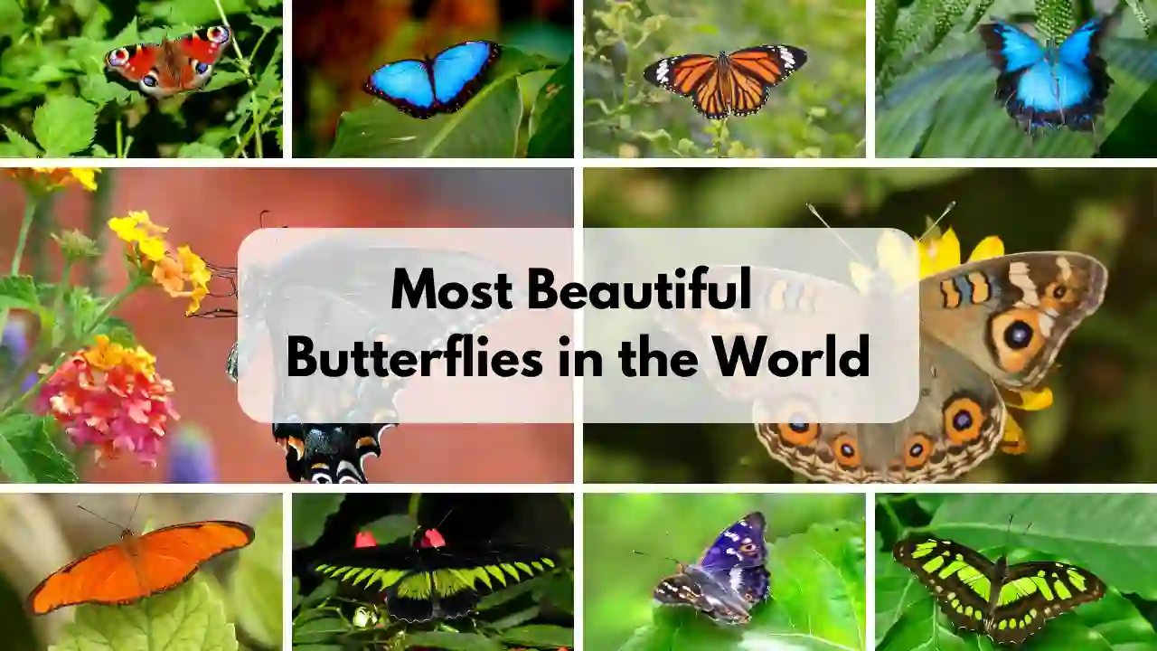 Top 10 Most Beautiful Butterflies in the World - OrBrief
