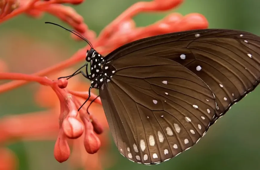 a beautiful brown colour butterfly on a red flower bud