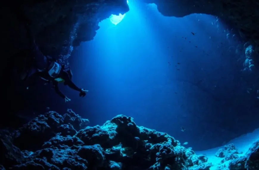 An underwater scene featuring a scuba diver surrounded by several fish.