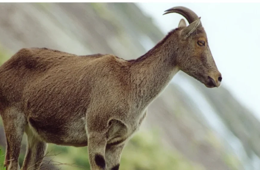 A Nilgiri Tahr standing on a mountain, looking downwards with a blurred background.