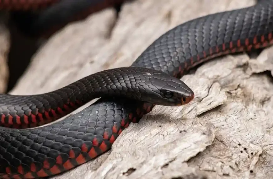 A Red bellied black snake is visible on a wood which is one of the Most Dangerous Snakes in the World