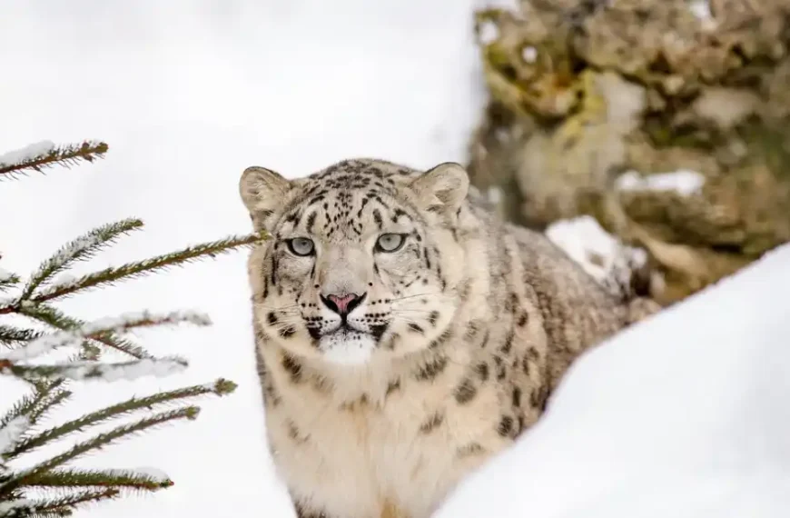 Focused snow leopard amidst snowy mountain terrain