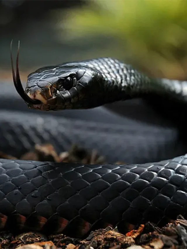 Explore 10 Deadliest Snakes in the World