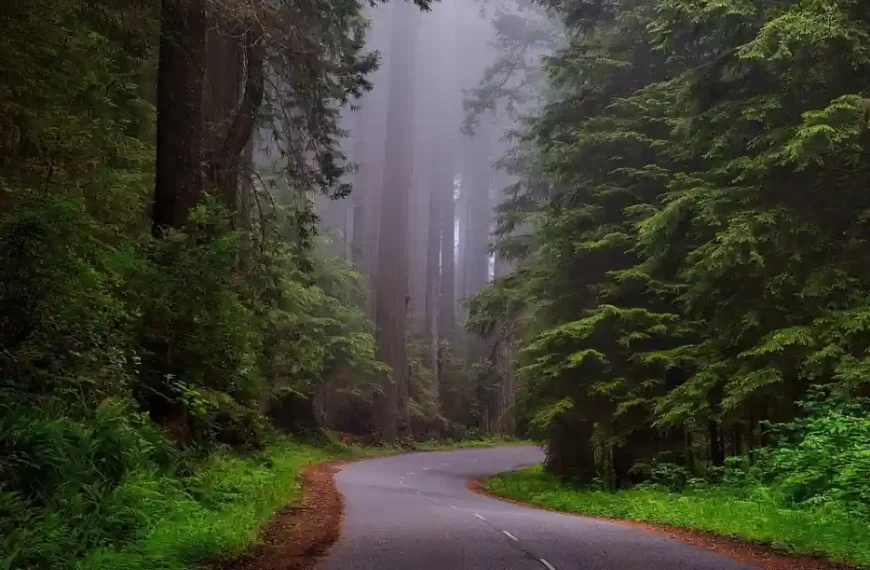 a forest road