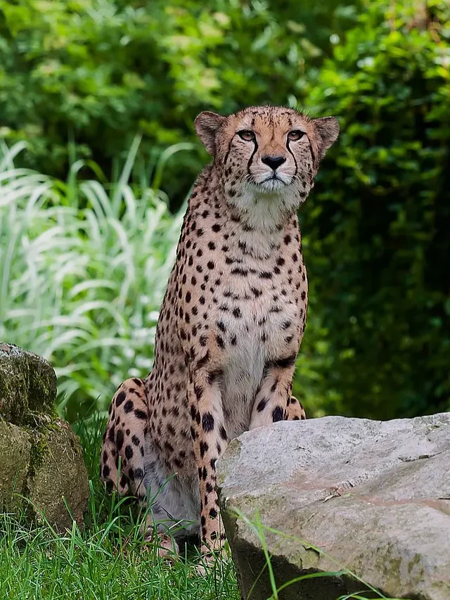 cheetah